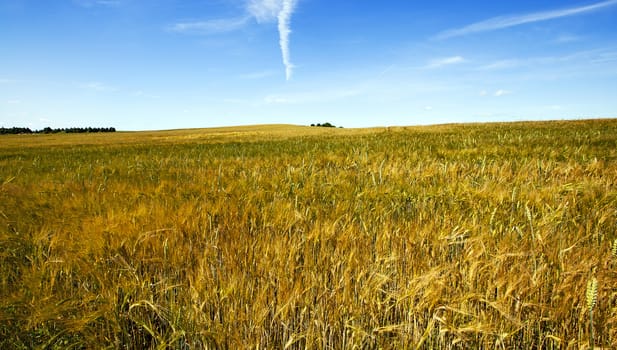   an agricultural field on which grow up the ripened cereals