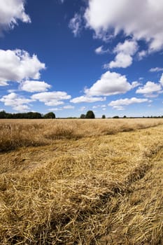 agricultural field where grows the ripened wheat