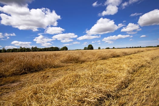   part of an agricultural field on which collecting the ripened cereals is carried out