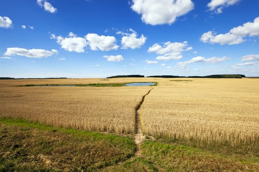 agricultural field where grows the ripened wheat