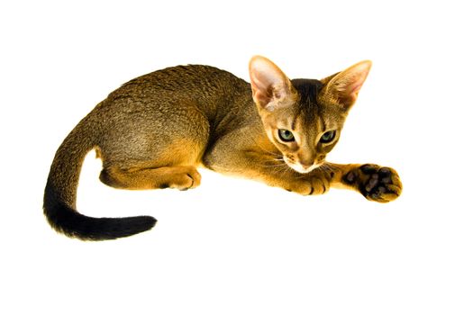 Abyssinian cat photographed in close-up