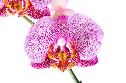 photographed close-up flower red Orchid