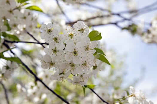   the inflorescence of cherry photographed by a close up. spring season