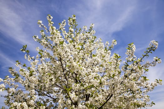   the small flowers of an apple-tree photographed by a close up. small depth of sharpness