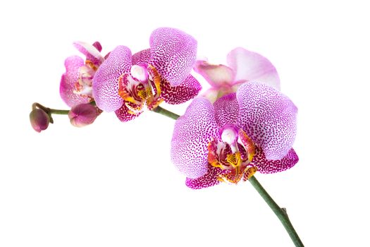 photographed close-up flower red Orchid