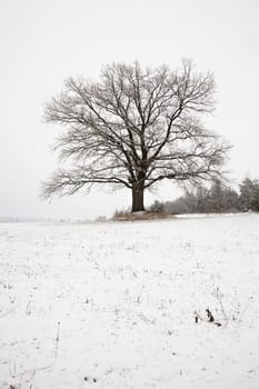tree growing in a field in winter