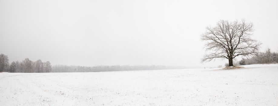 tree growing in a field in winter