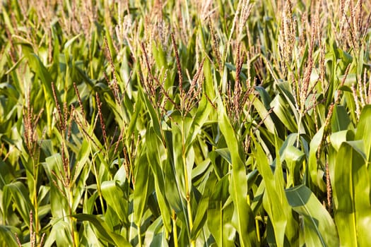  an agricultural field on which the corn grows during flowering. summertime of year.