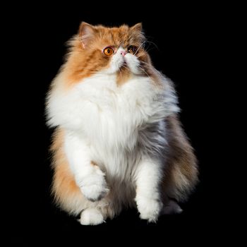 Red big adult persian cat costs on a black background