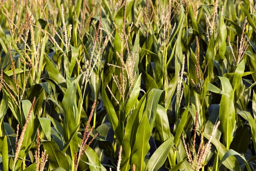 agricultural field where they grow corn