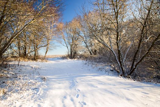 trees growing in the forest in winter