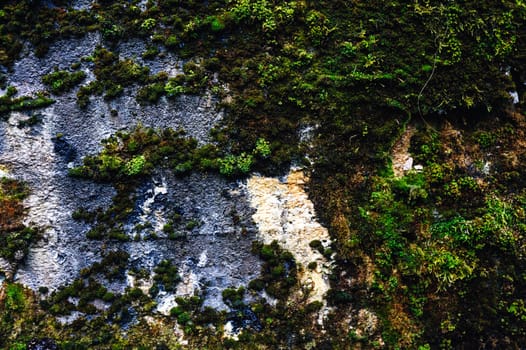 Texture of old stone wall covered green moss