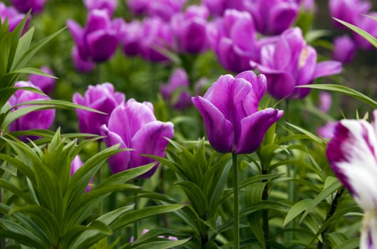  the tulips photographed by a close up. small depth of sharpness