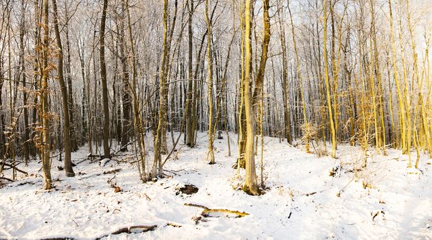 trees growing in the forest in winter