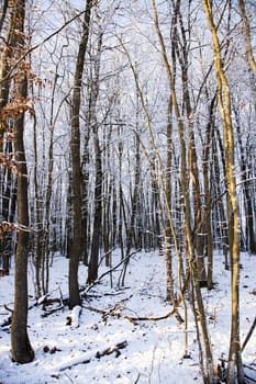   trees growing in the wood in a winter season