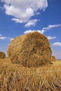  an agricultural field on which are a stack after cleaning of cereals