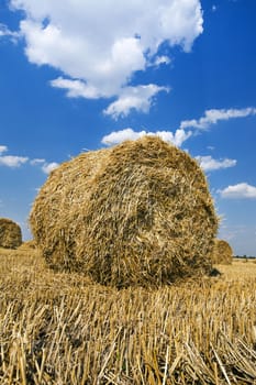   a stack the straw lying on an agricultural field after cleaning of cereals