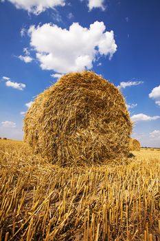 field, on which grow grain during harvest company