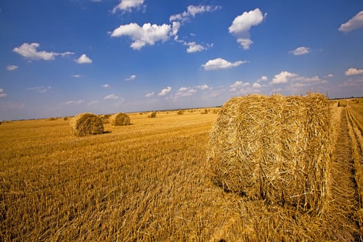  an agricultural field on which are a stack after cleaning of cereals