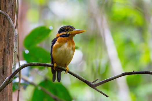 Rufous-collared Kingfisher (Actenoides concretus), standing on a branch, taken in Thailand