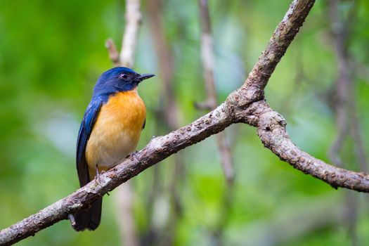 Male Mangrove Blue Flycatcher standing on branch.