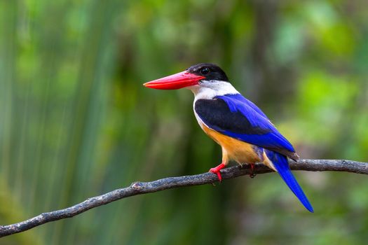 Black-capped Kingfisher alone on branch.