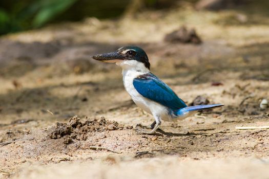 Collared Kingfisher on the ground.