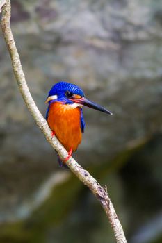 Blue-eared Kingfisher (male) on branch.