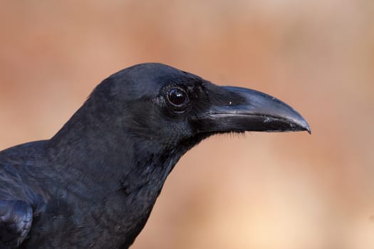 Close up Jungle Crow