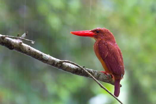 Ruddy Kingfisher alone in the rain.