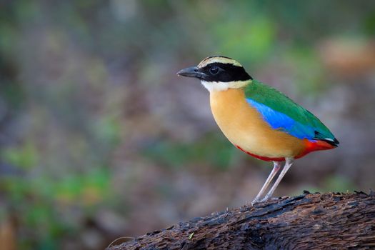 Blue-winged Pitta alone on perch.