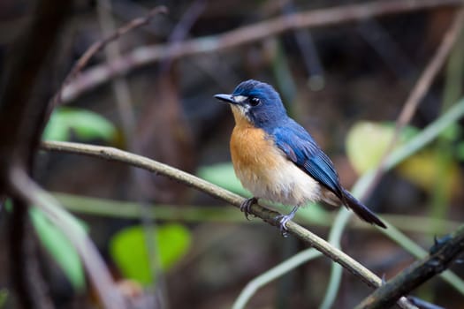 Female Mangrove Blue Flycatcher standing on branch.