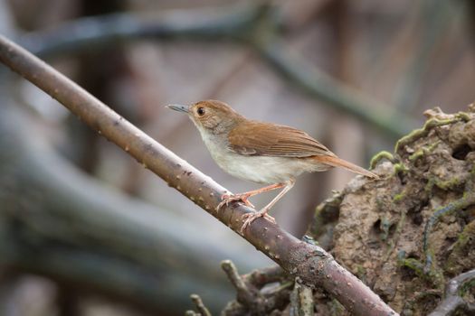 White Chested Babbler standing on branch.