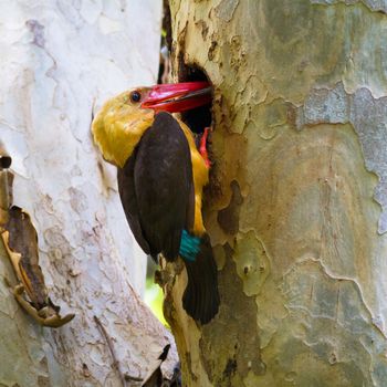 Brown-winged Kingfisher feeding.