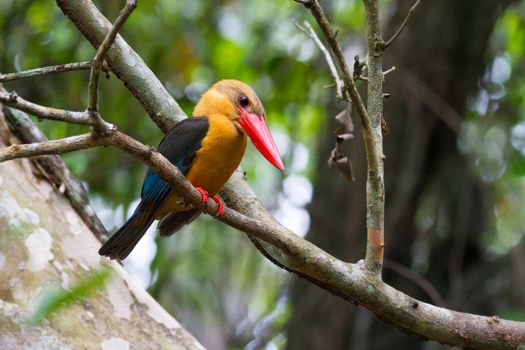 Stork-billed Kingfisher (Halcyon capensis), standing on a branch