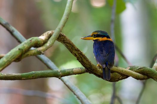 Rufous-collared Kingfisher, standing on a branch, taken in Thailand