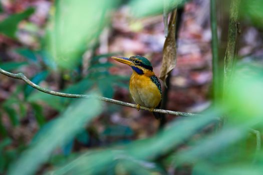 Female Rufous-collared Kingfisher (Actenoides concretus), standing on a branch, taken in Thailand