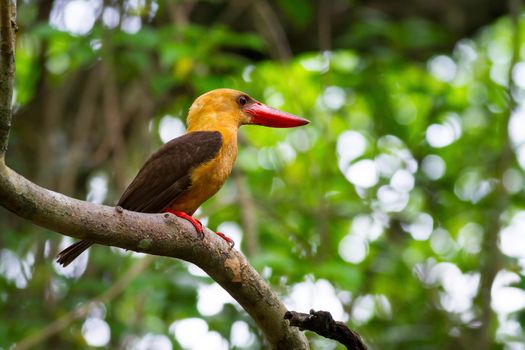 Brown-winged Kingfisher on branch.