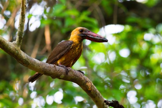 Brown-winged Kingfisher hold fish.