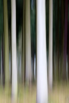 An abstract photograph from the forest with special technique.