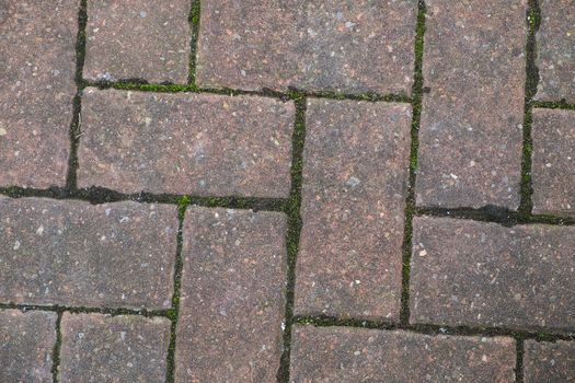 block paving with green moss growing between bricks