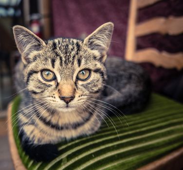 Tabby Cat Relaxing On A Kitchen Chair