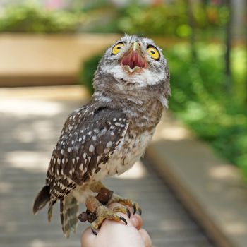 spotted owlet or athene brama bird on a hand