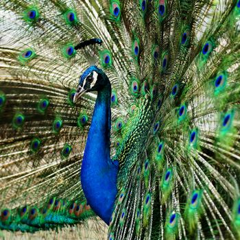 beautiful peacock with feathers out