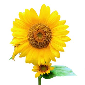 blooming sunflower isolated on white background