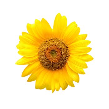 blooming sunflower isolated on white background