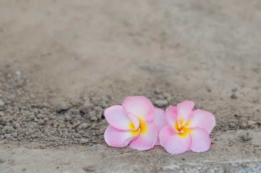 pink Frangipani, Frangipanni,  or plumeria tropical flowers over soil background
