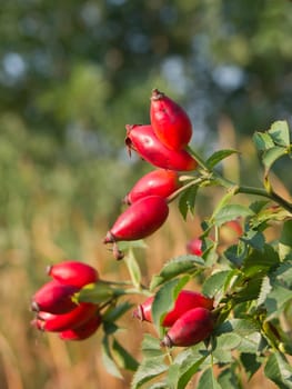 The wild rose (Rosa Canina) berries, rose hips.