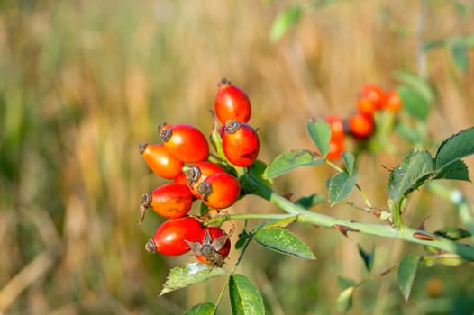 The wild rose (Rosa Canina) berries, rose hips.