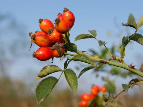 The wild rose (Rosa Canina) berries, rose hips.